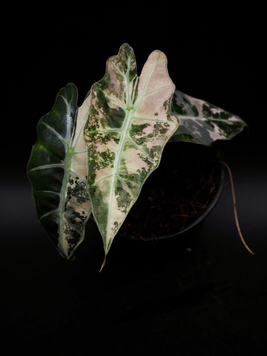 Alocasia Polly Rose Variegata
