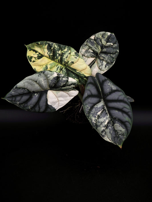 Alocasia Silver Dragon Albo
