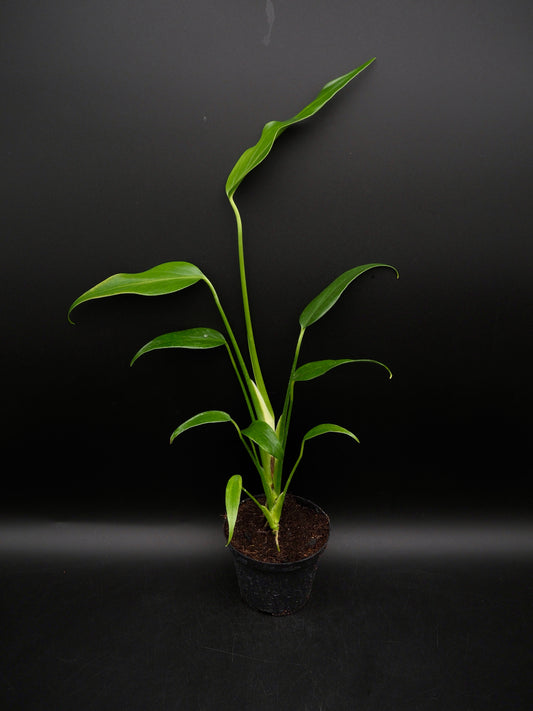 Monstera Burle Marx Flame