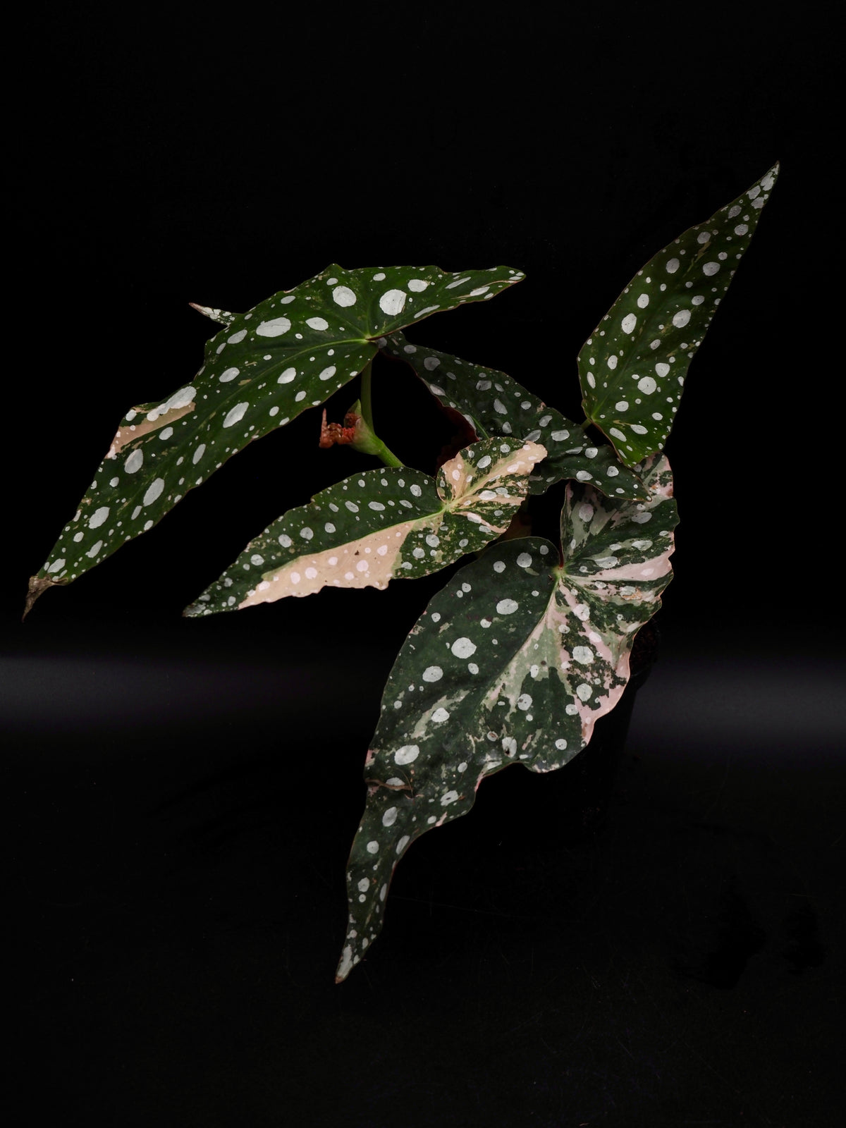Begonia Maculata Pink Variegata