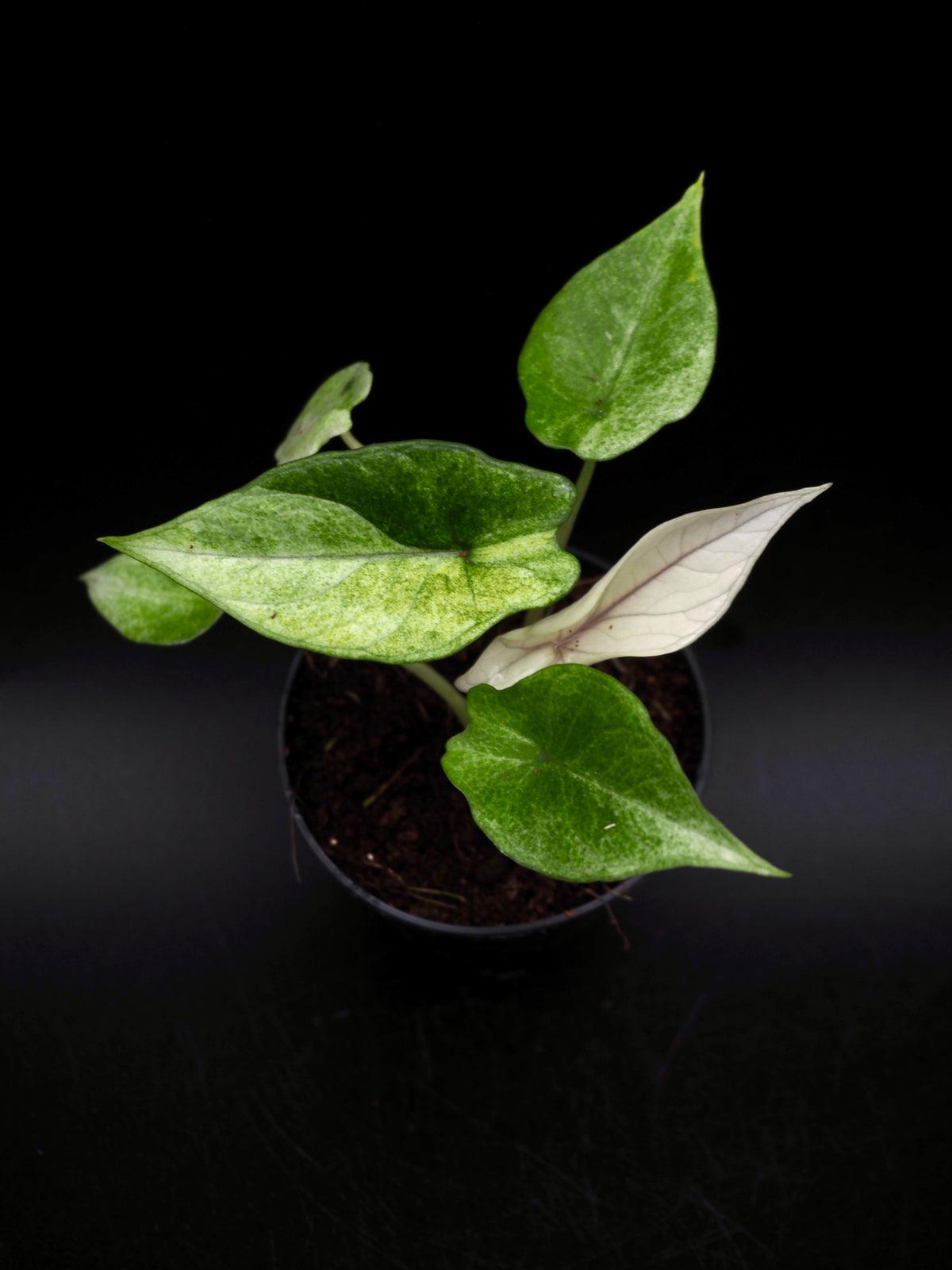 Alocasia Scalprum Mint