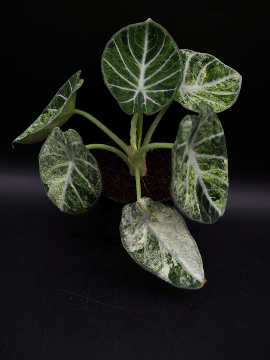 Alocasia Ninja Tricolor