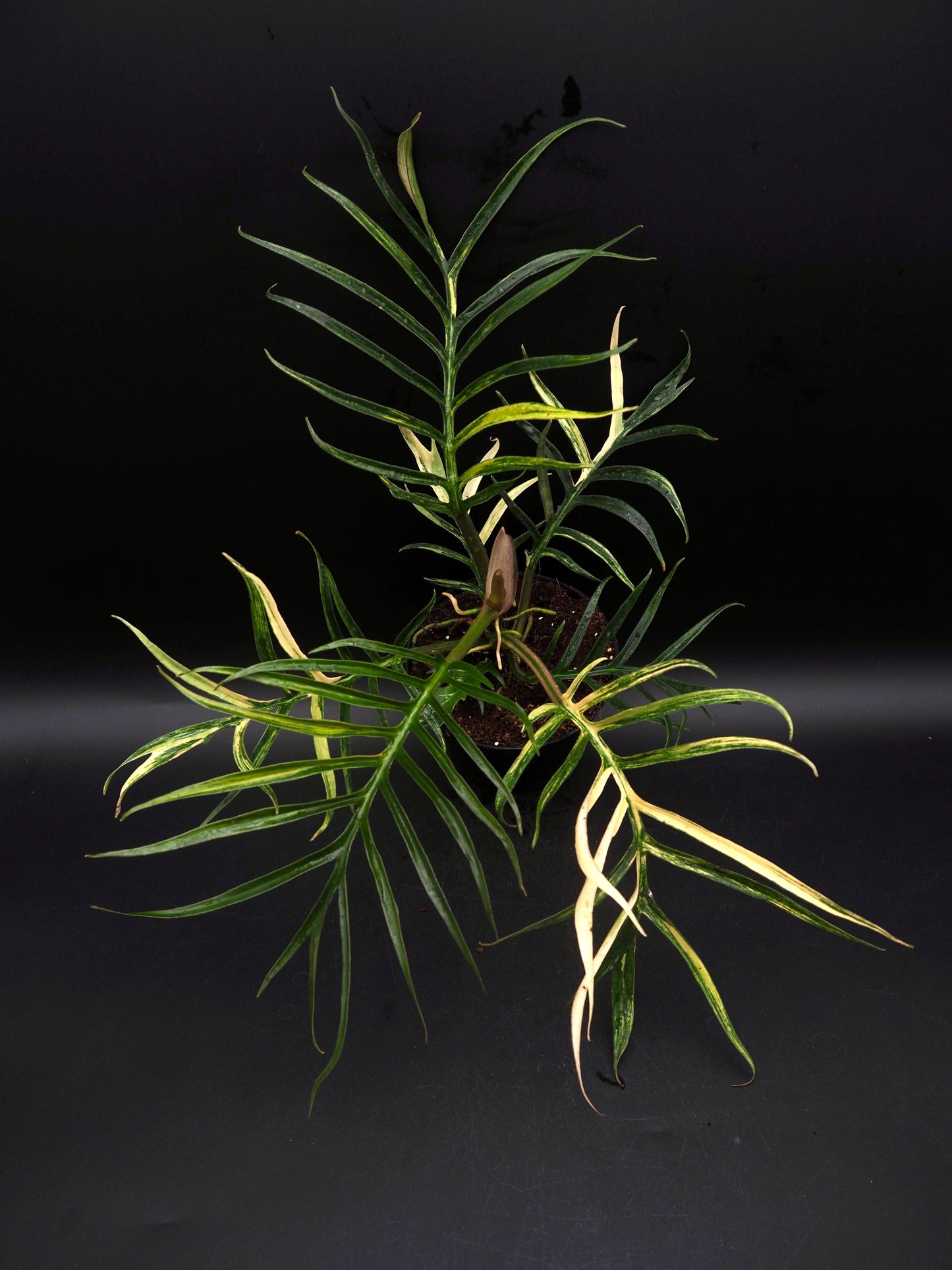 Philodendron Tortum Aurea