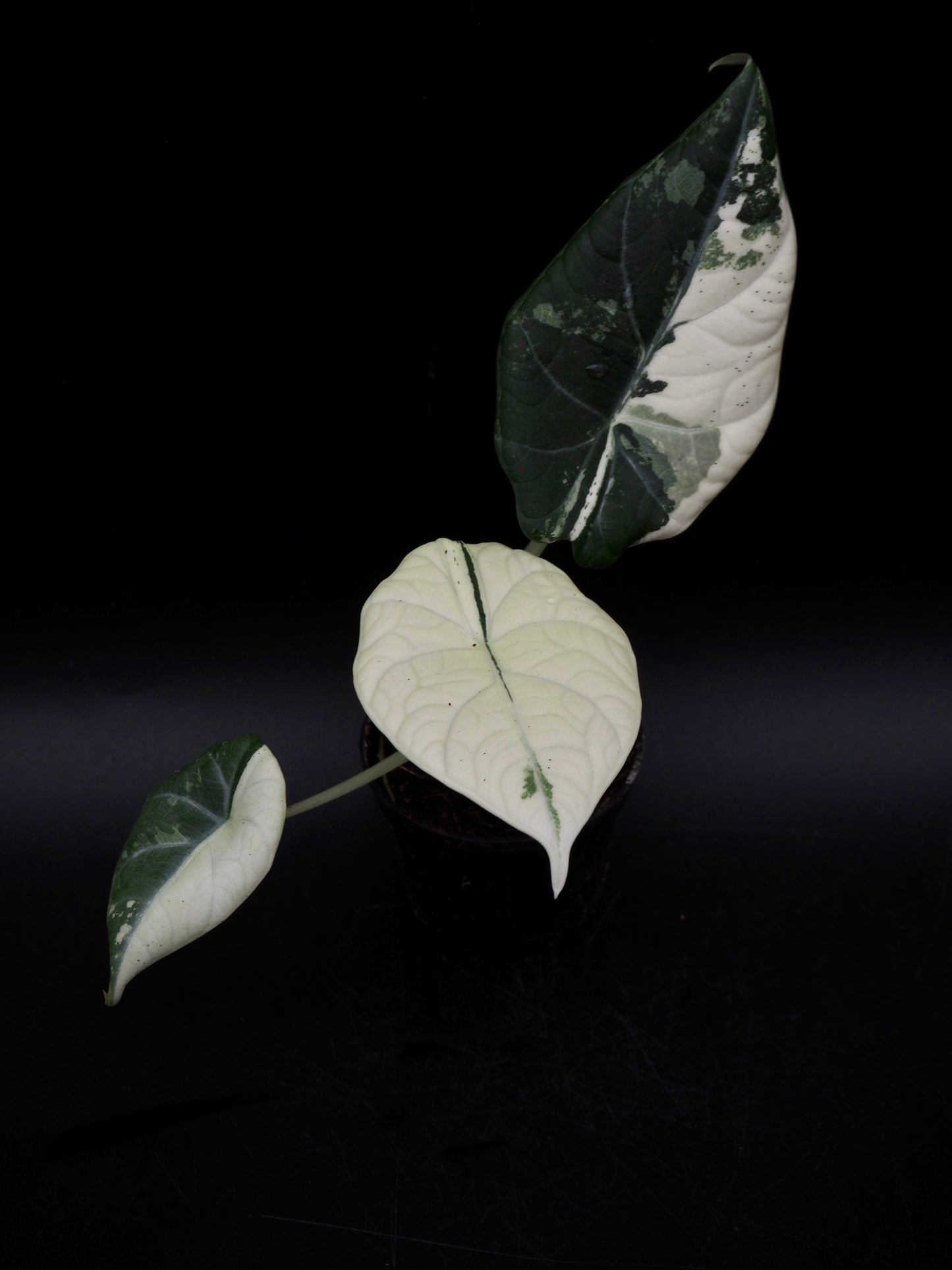 Alocasia Maharani Albo Variegata