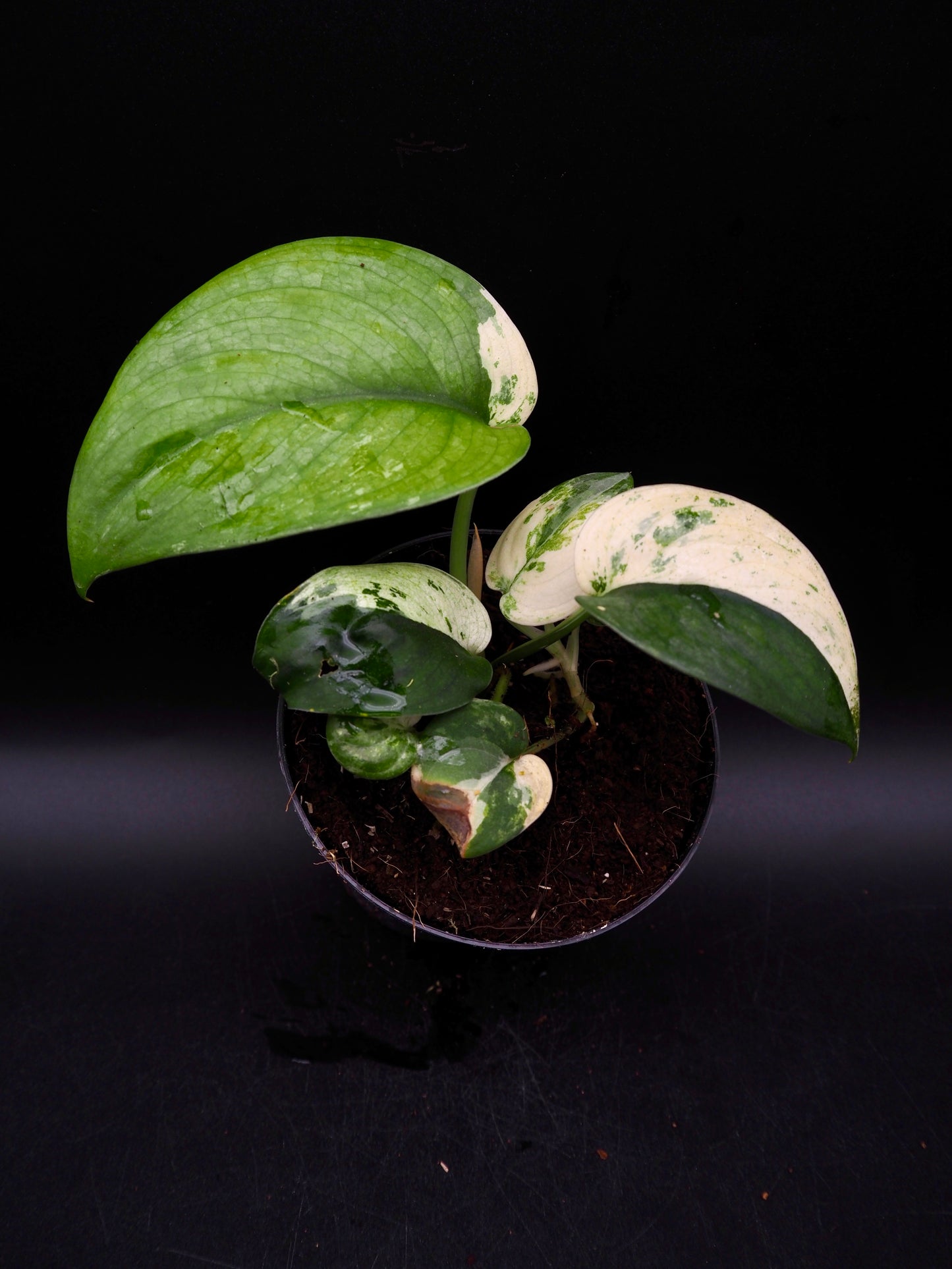 Scindapsus Jade Satin Marble