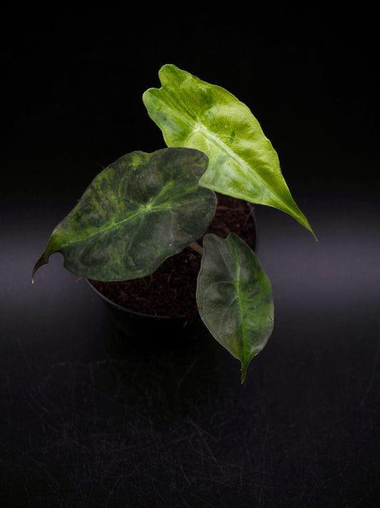 Alocasia Venom Aurea Variegata