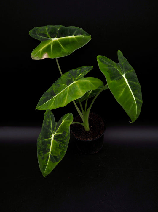 Alocasia Frydek gog