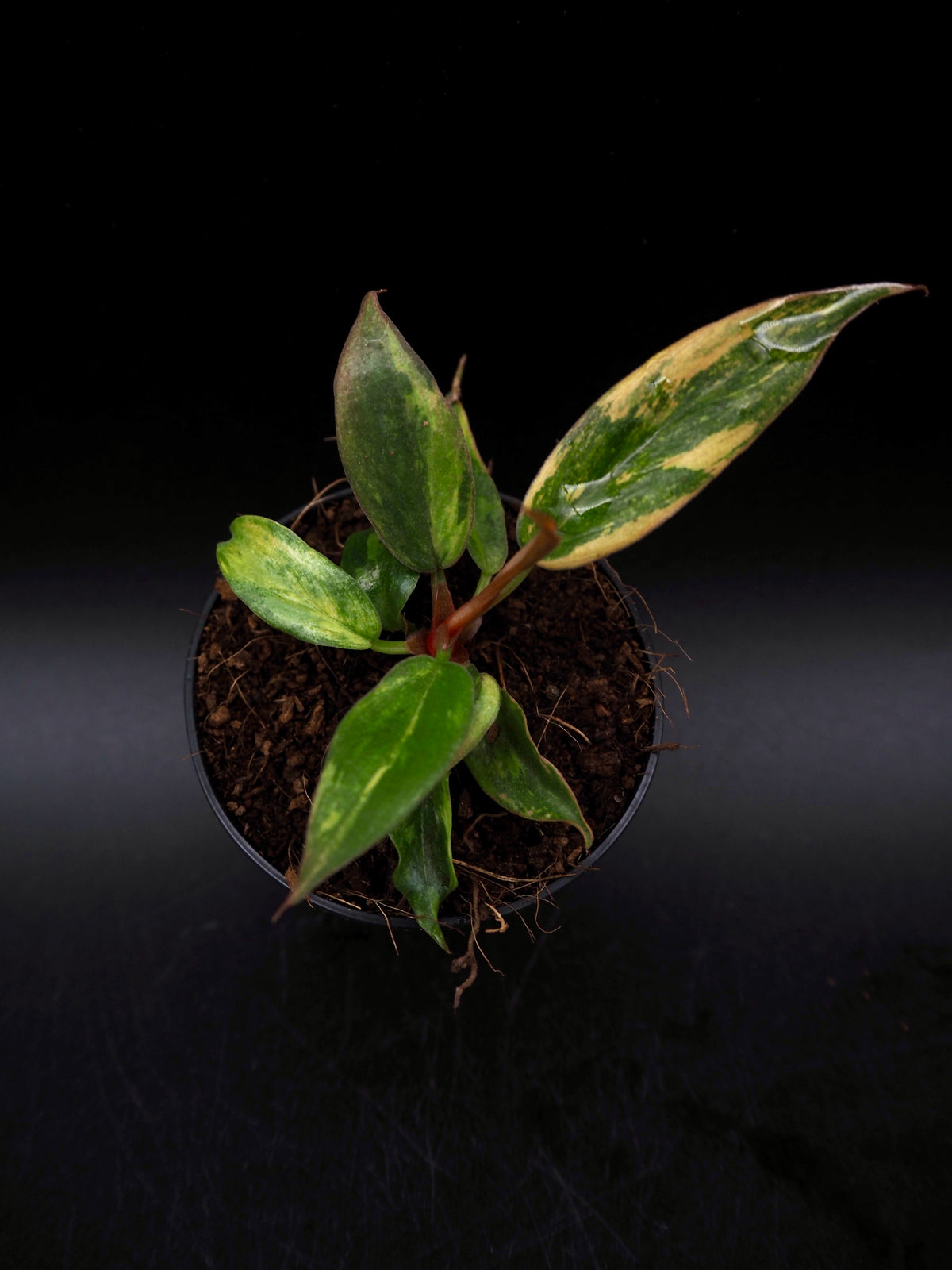 Philodendron Caramel Marble Fire Tiger
