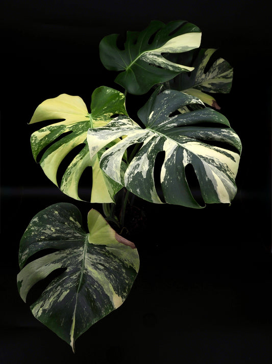 Monstera Deliciosa Lemon Pom Pom