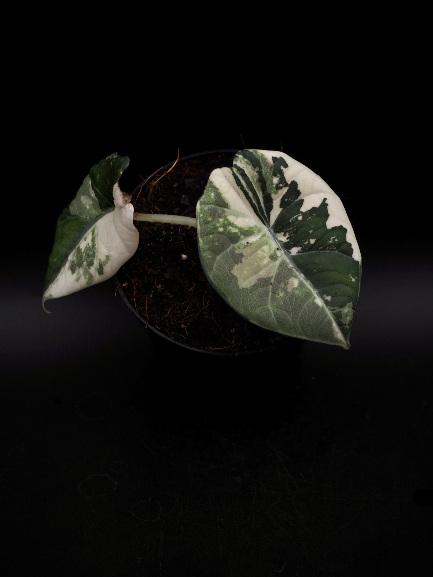 Alocasia Maharani Albo Variegata