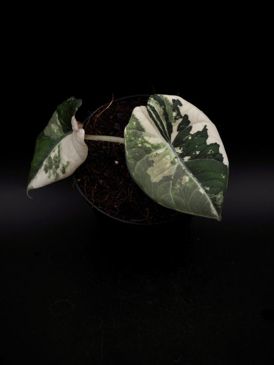 Alocasia Maharani Albo Variegata