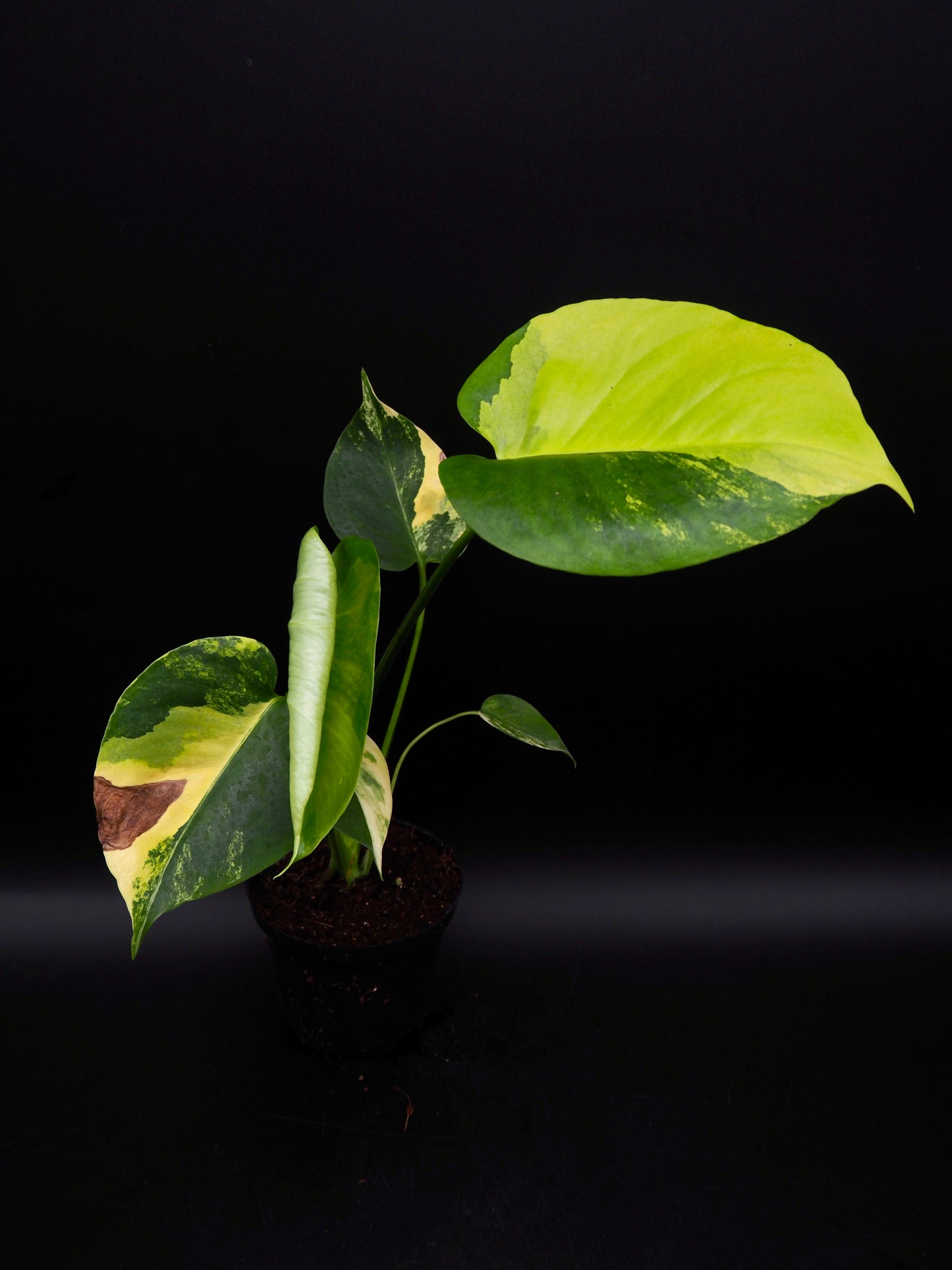 Monstera Yellow Marylin