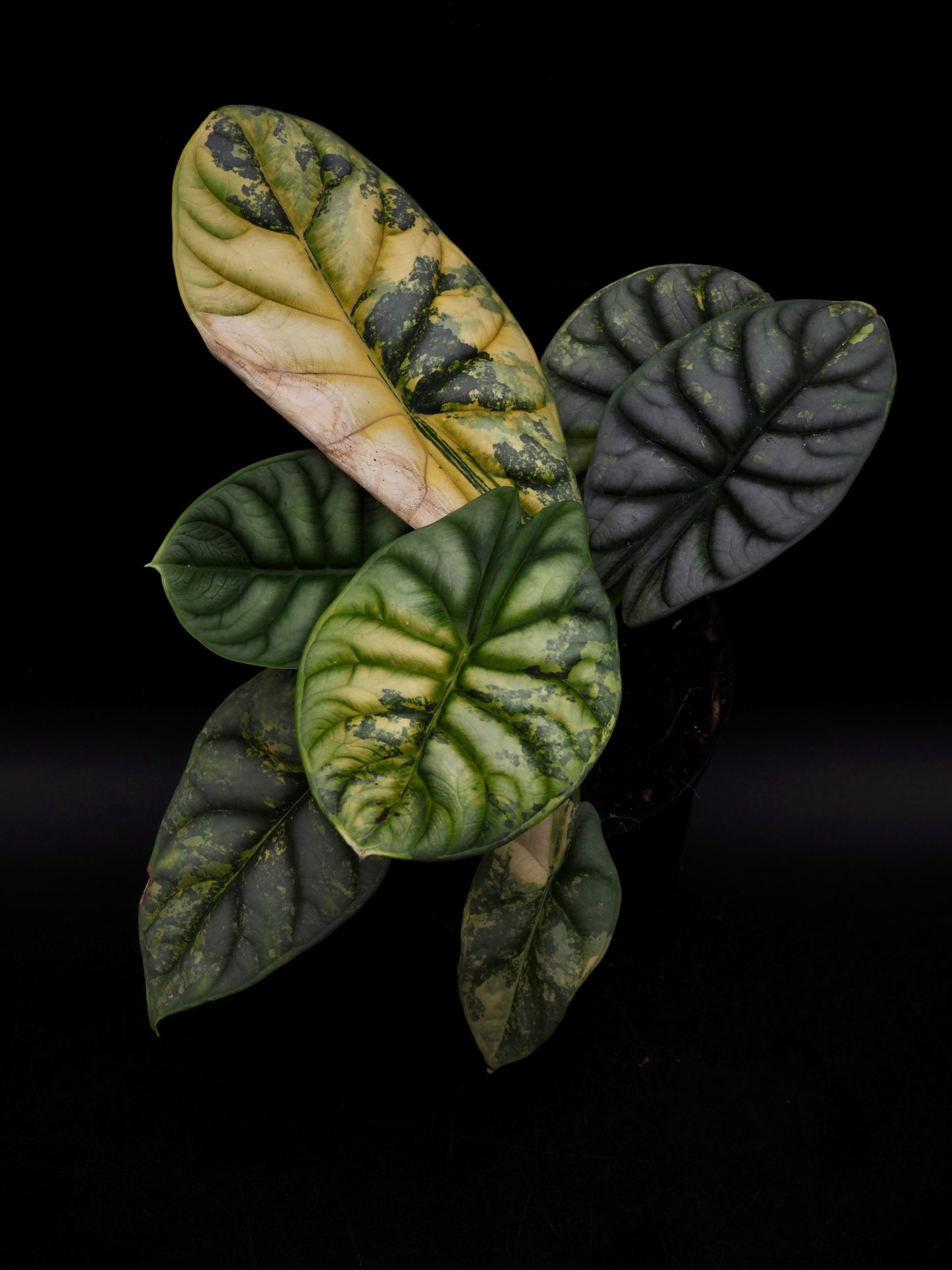 Alocasia Silver Dragon Aurea