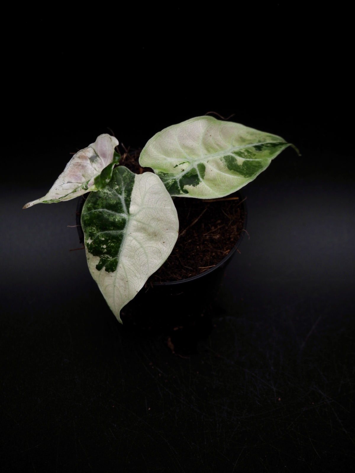 Alocasia Watsoniana Doff Albo/Pink