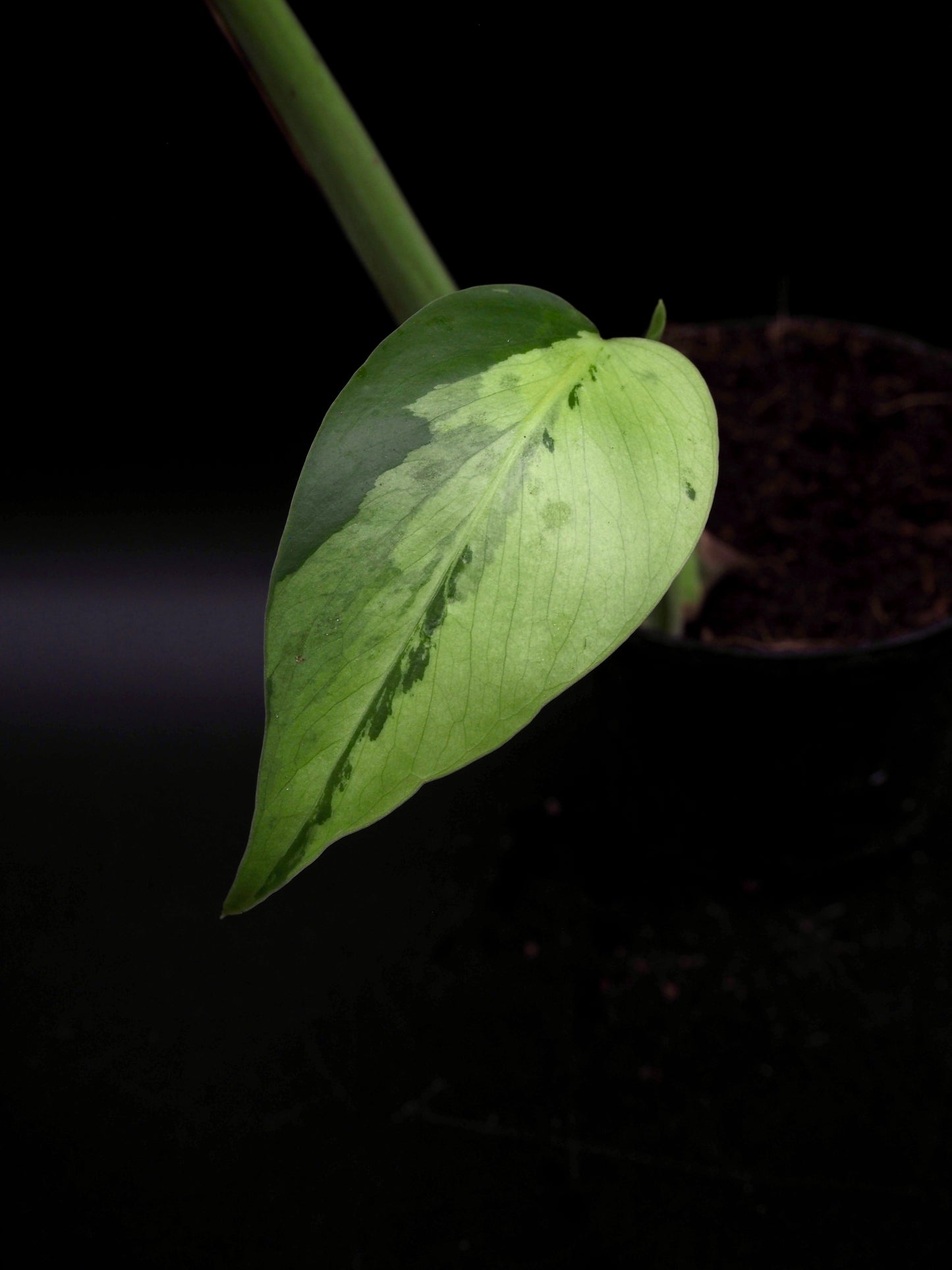 Monstera Light Lime