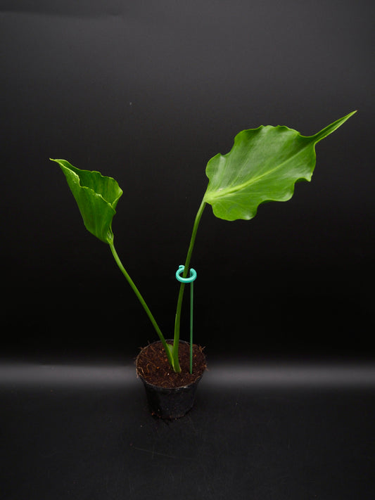 Monstera Unniiae