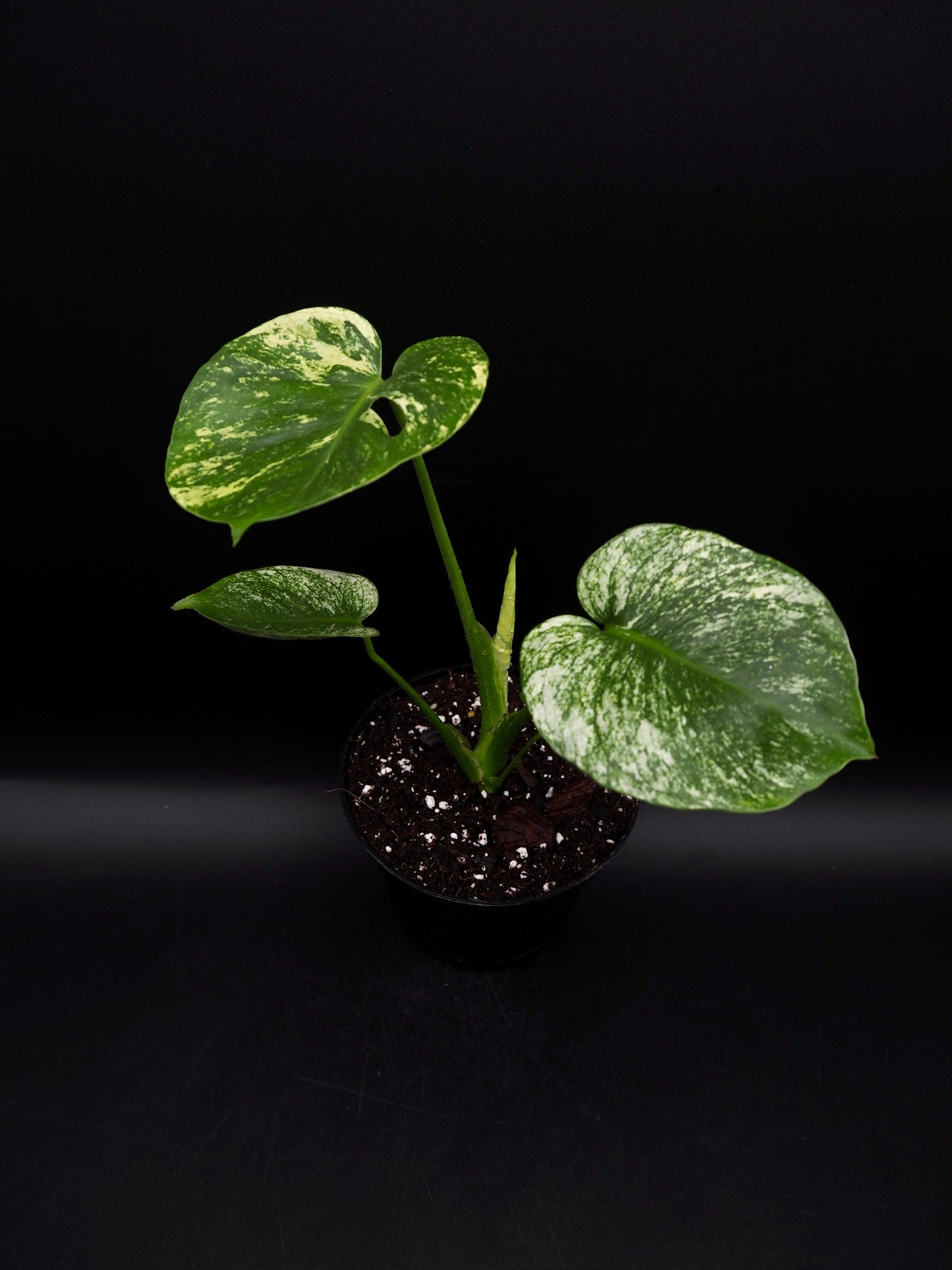Monstera Siam Mint