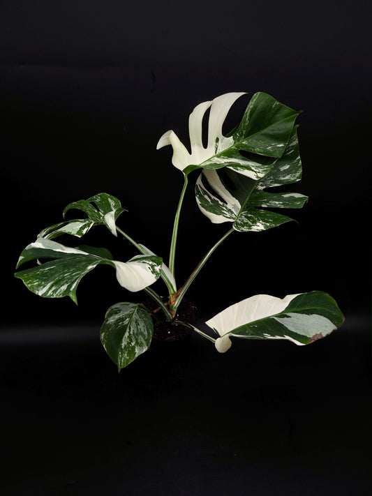 Monstera Borsigiana Albo Variegata
