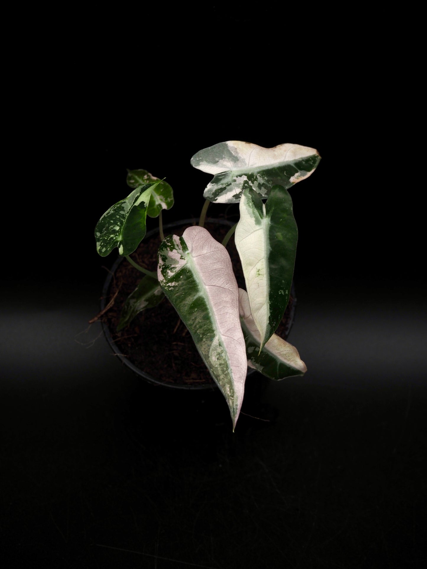 Alocasia Bambino Pink Variegata