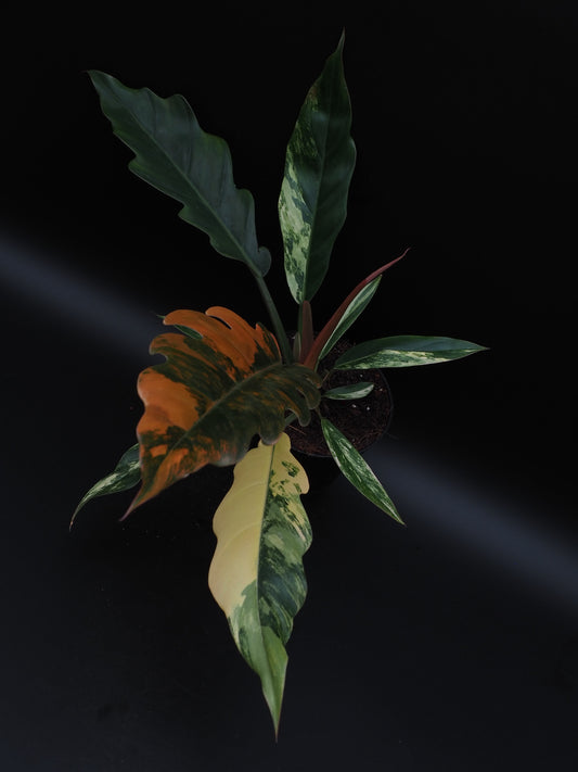 Philodendron Marbre Caramel