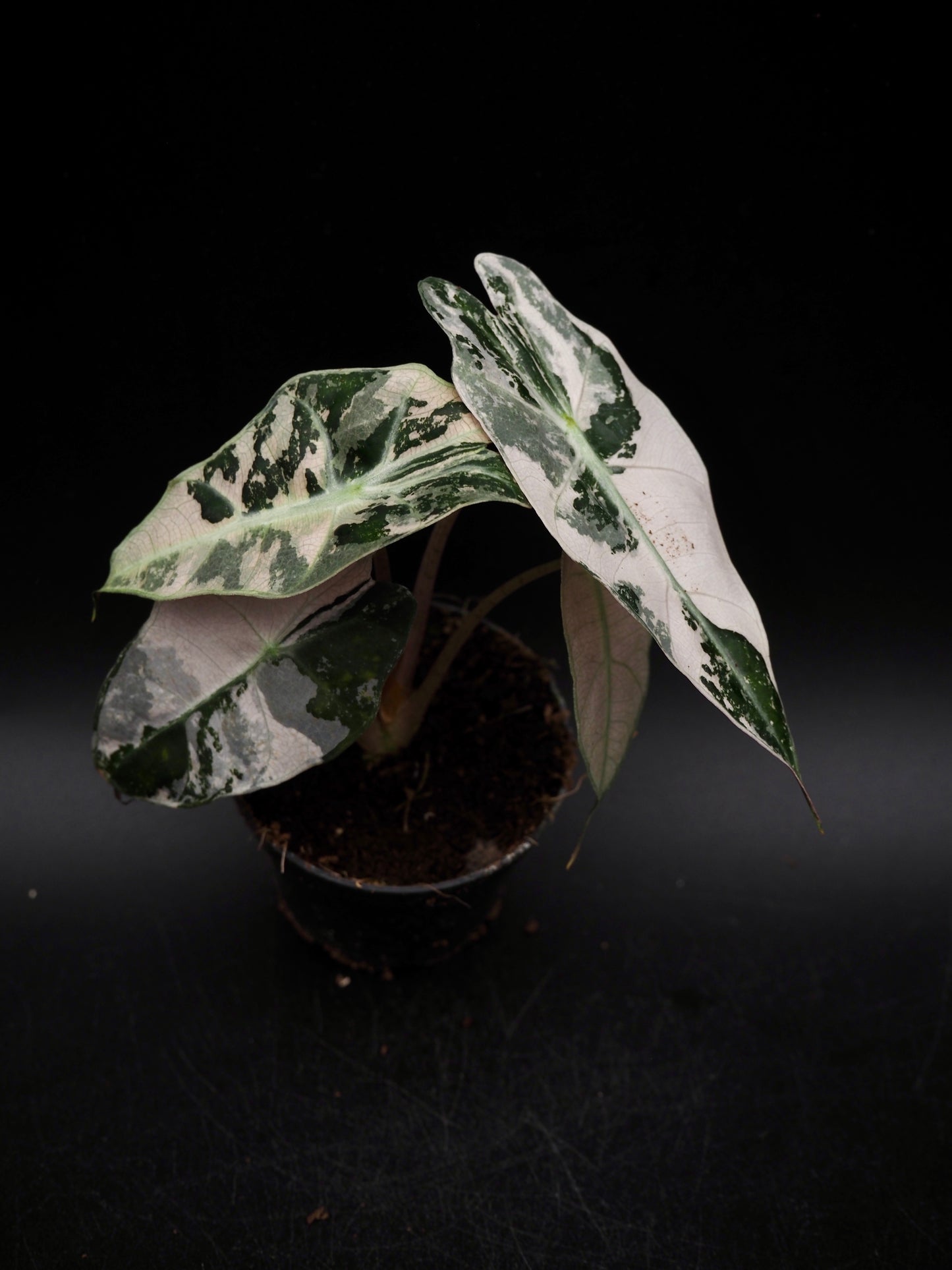 Alocasia Polly Rose Variegata