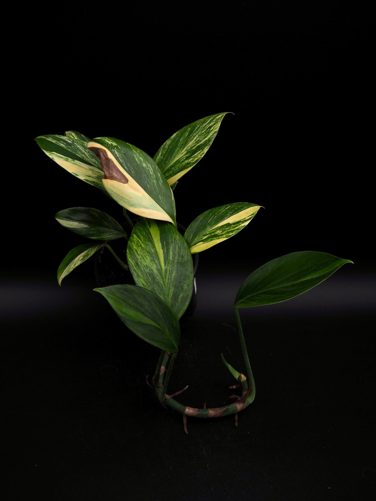 Rhaphidophora Decursiva Aurea Variegata