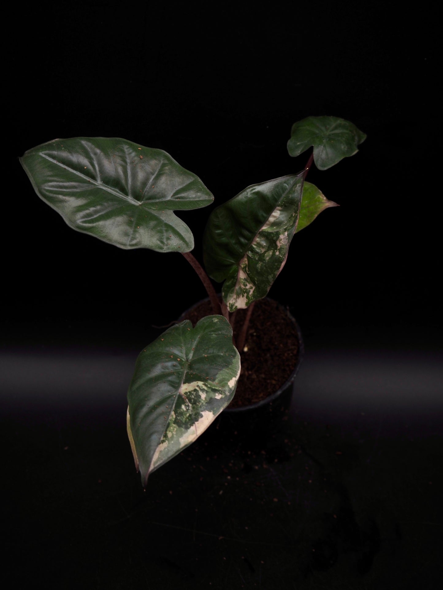 Alocasia Yucatan Princess Pink