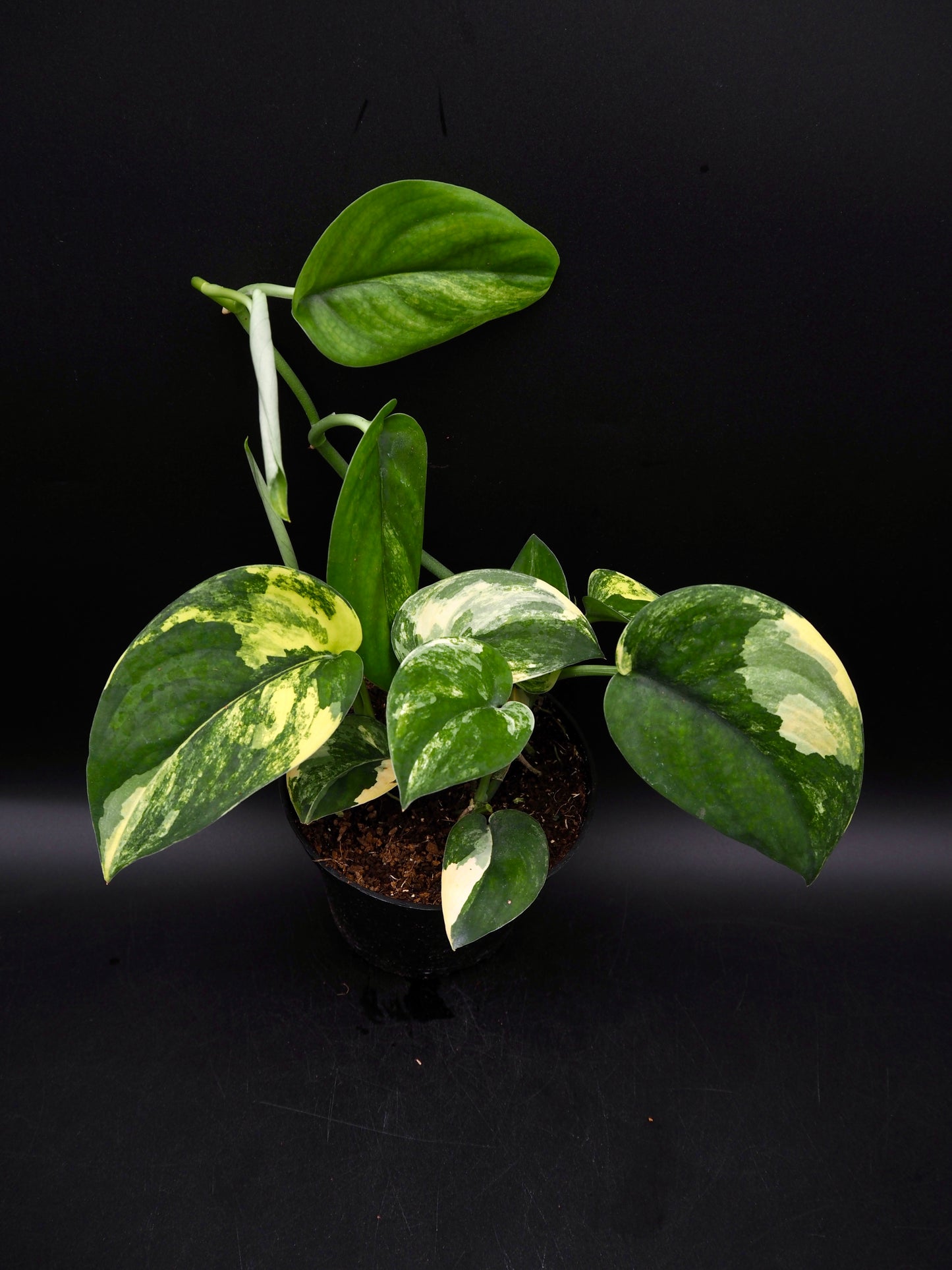 Scindapsus Jade Satin Variegata