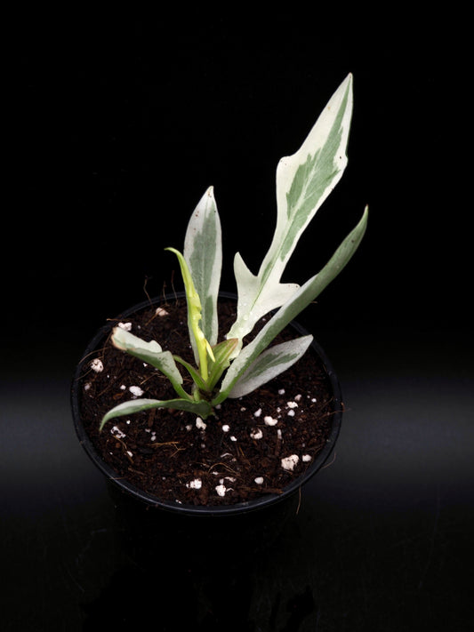 Philodendron Tortum Albo Variegata