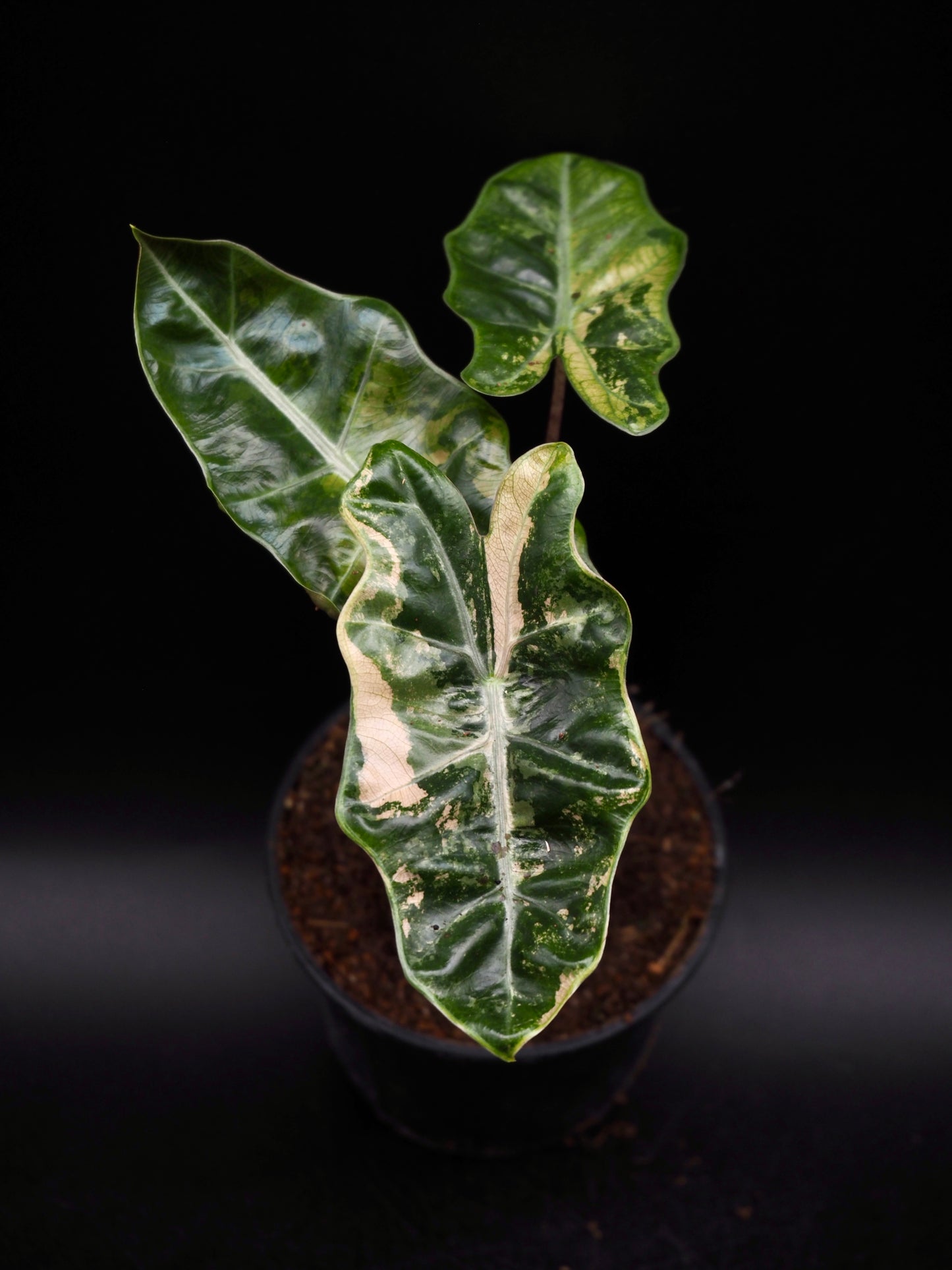 Alocasia Pseudo Sanderiana Pink