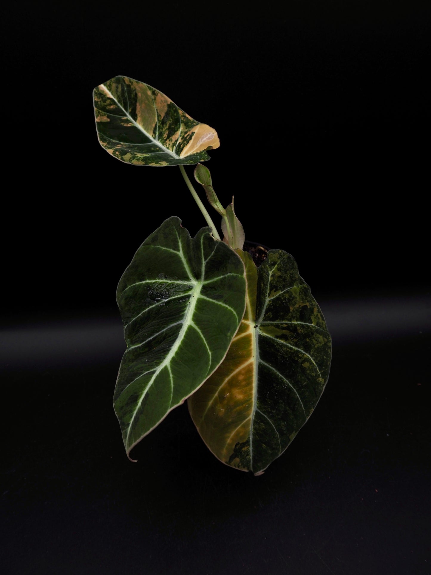 Alocasia Black Velvet Aurea
