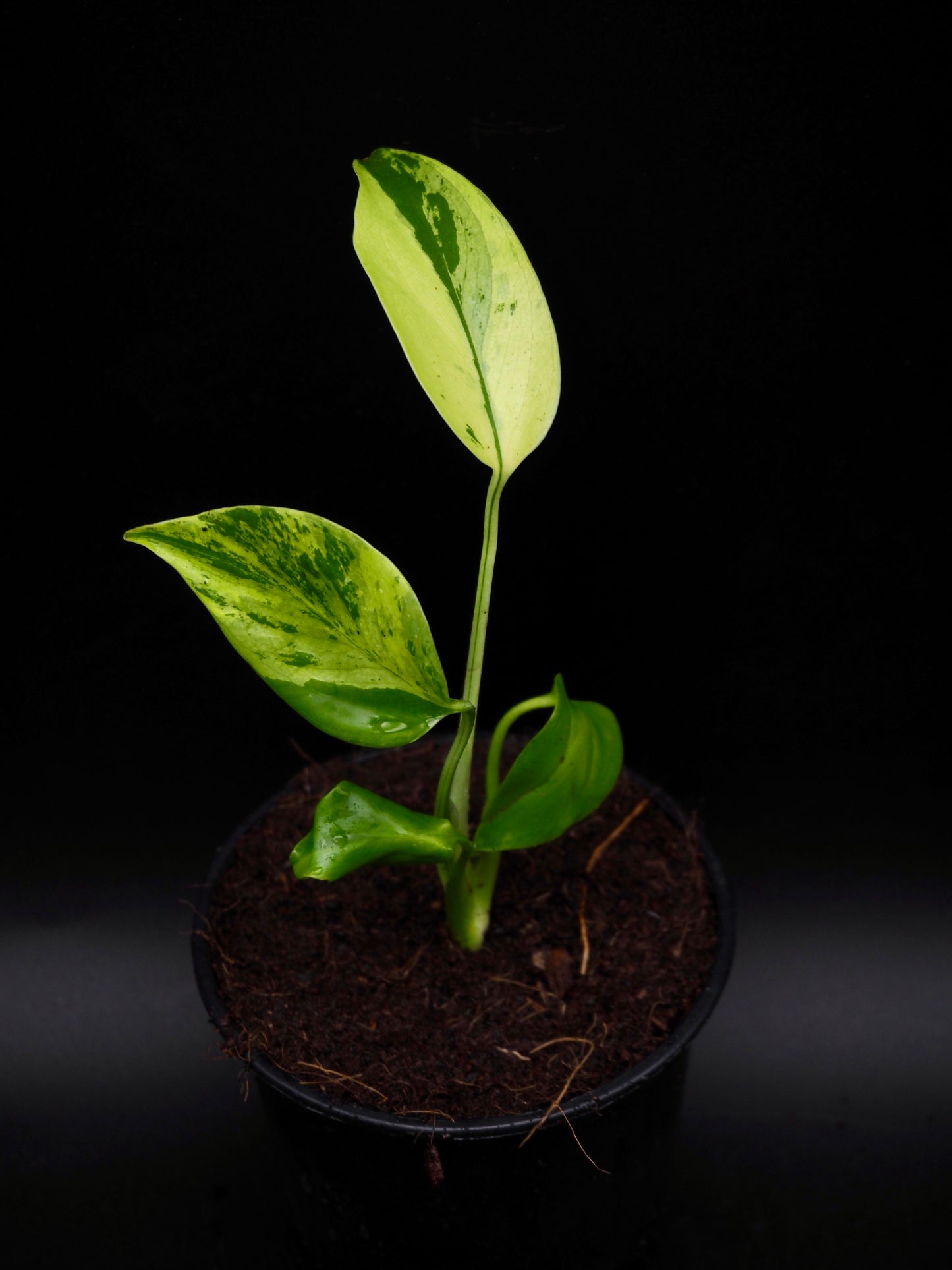 Monstera Light Lime S