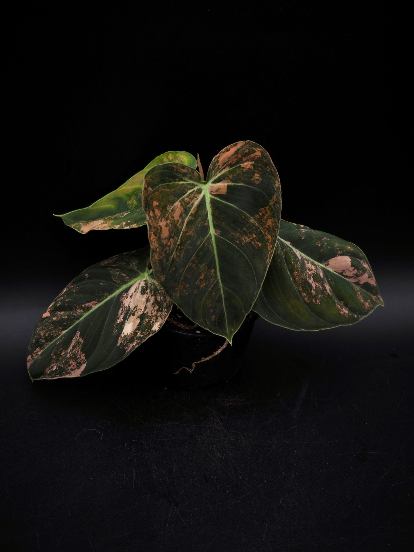 Philodendron Melanochrysum Bonfire