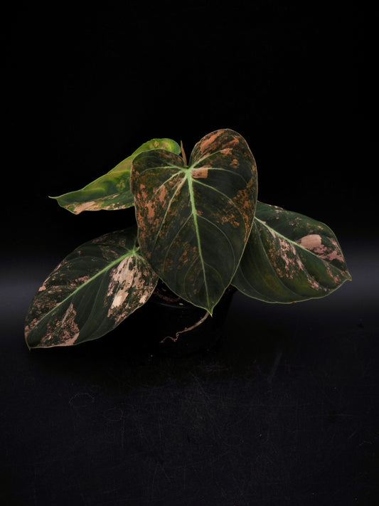 Philodendron Melanochrysum Bonfire