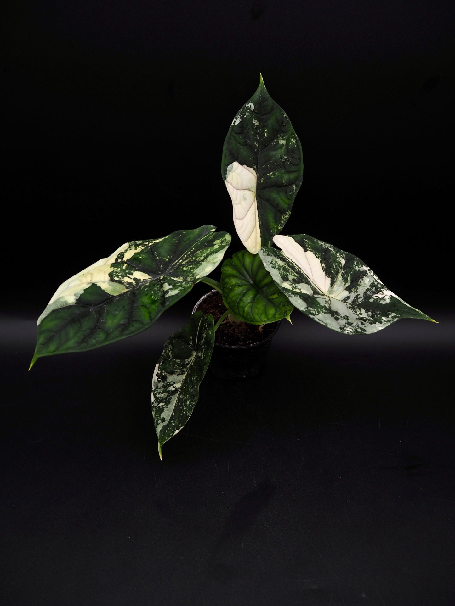 Écaille de dragon Alocasia Albo Variegata