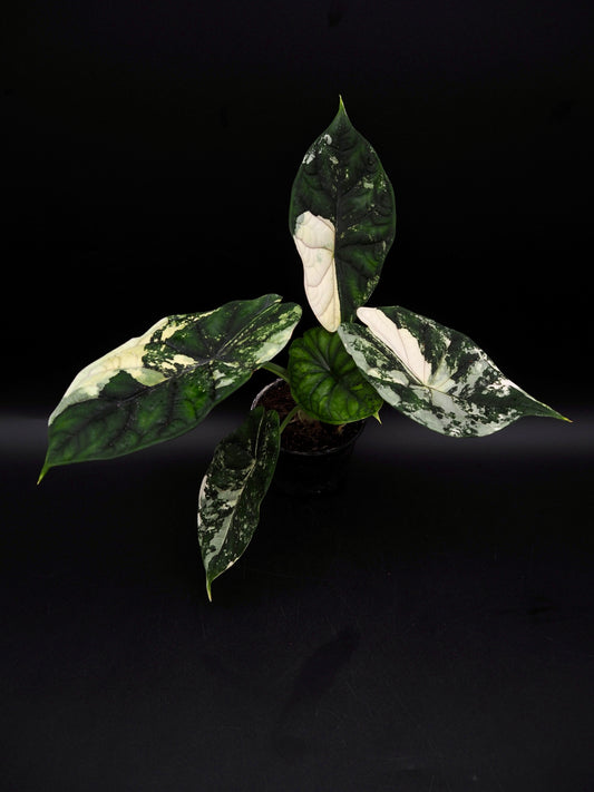 Écaille de dragon Alocasia Albo Variegata