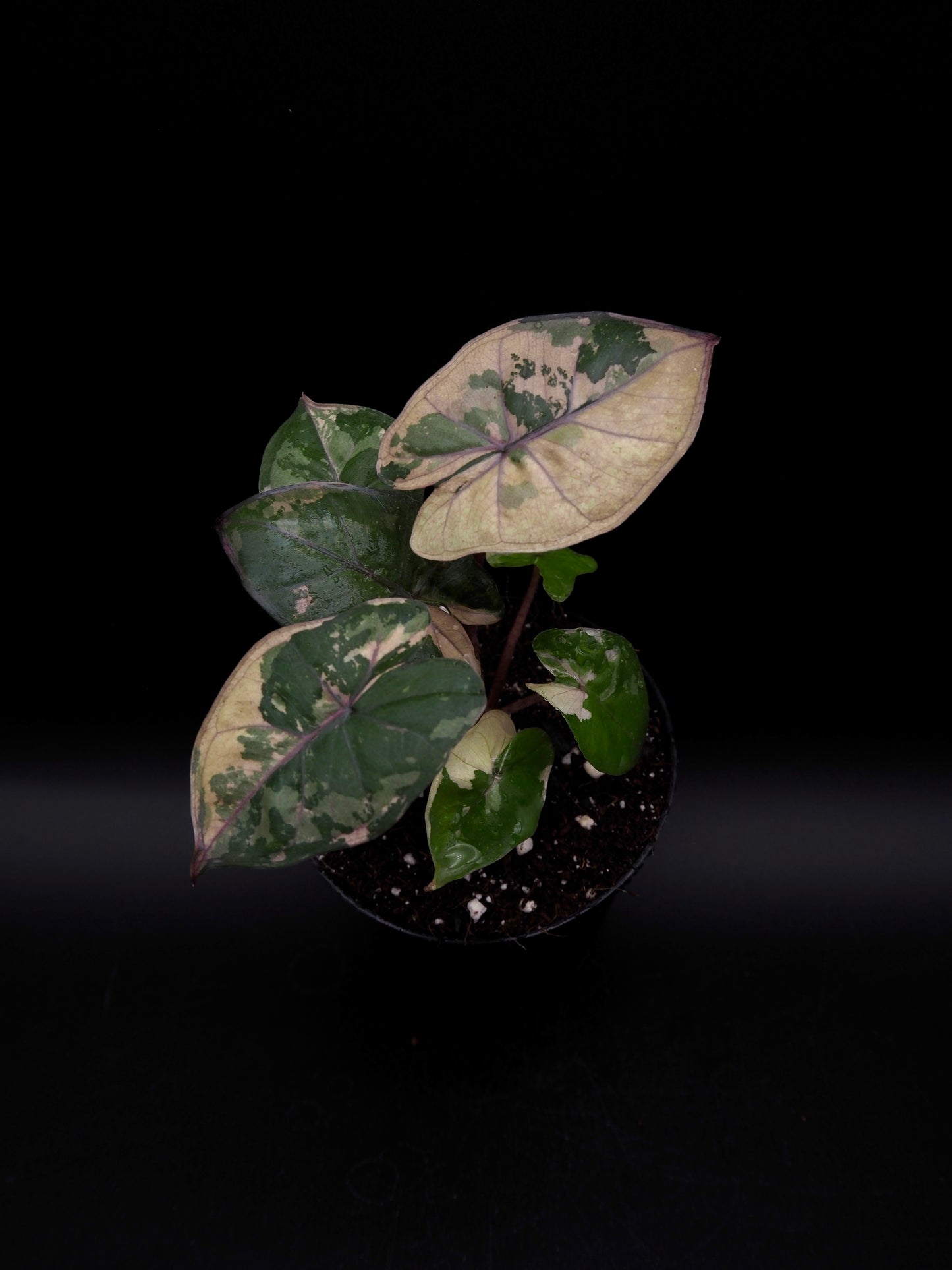 Alocasia Yucatan Princess Pink