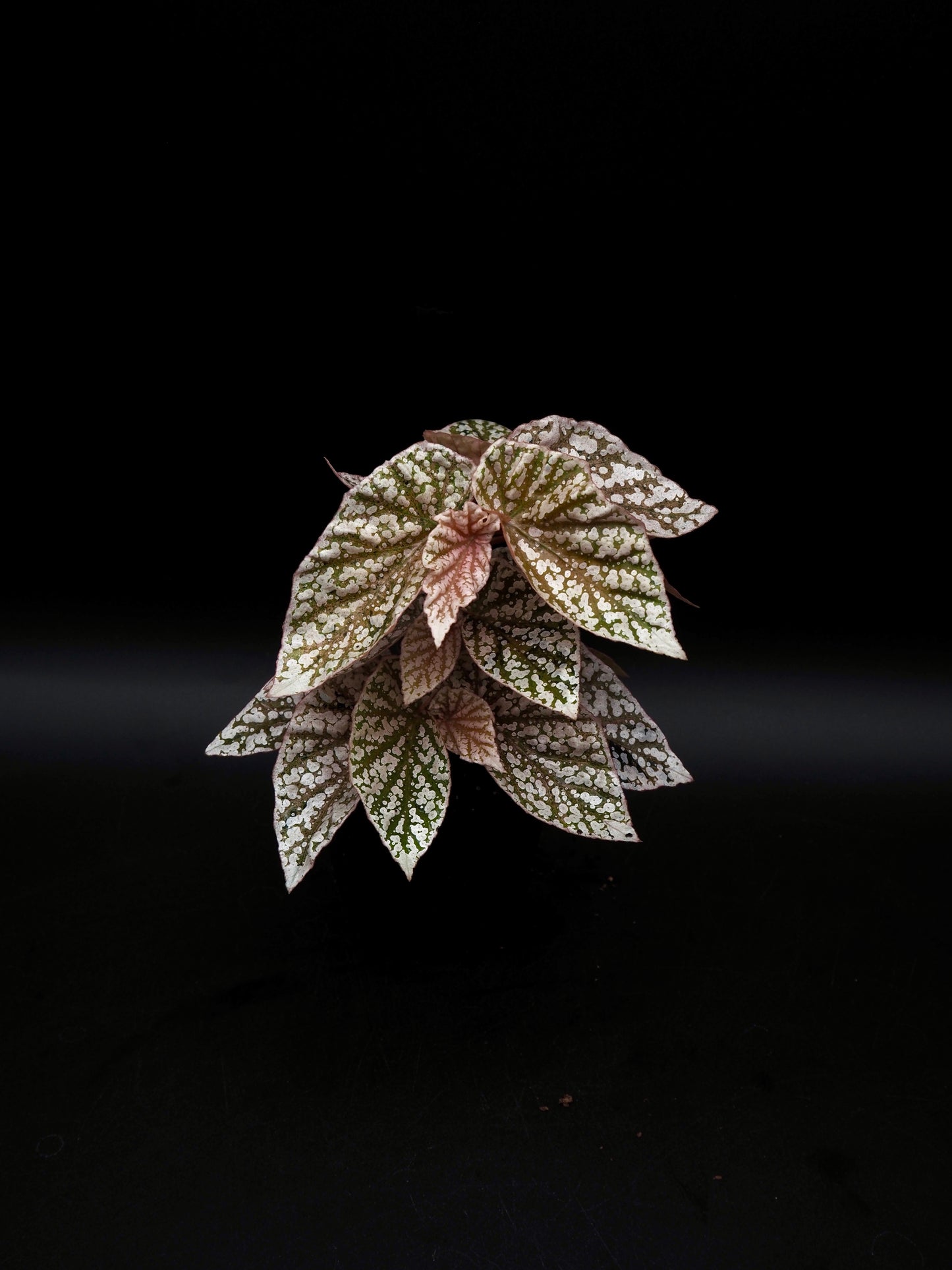 Begonia Snow capped variegata