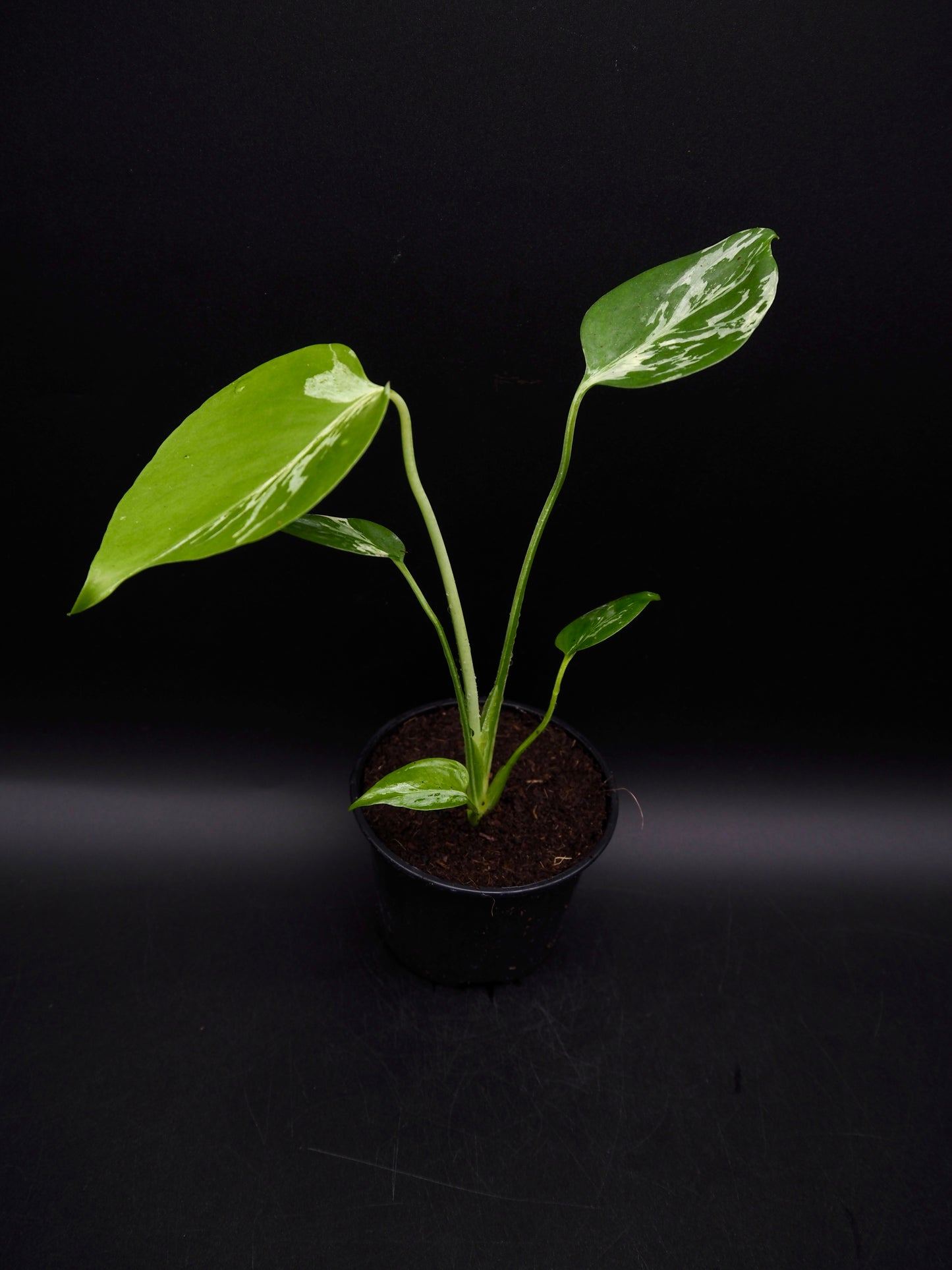 Monstera Bulbasaur