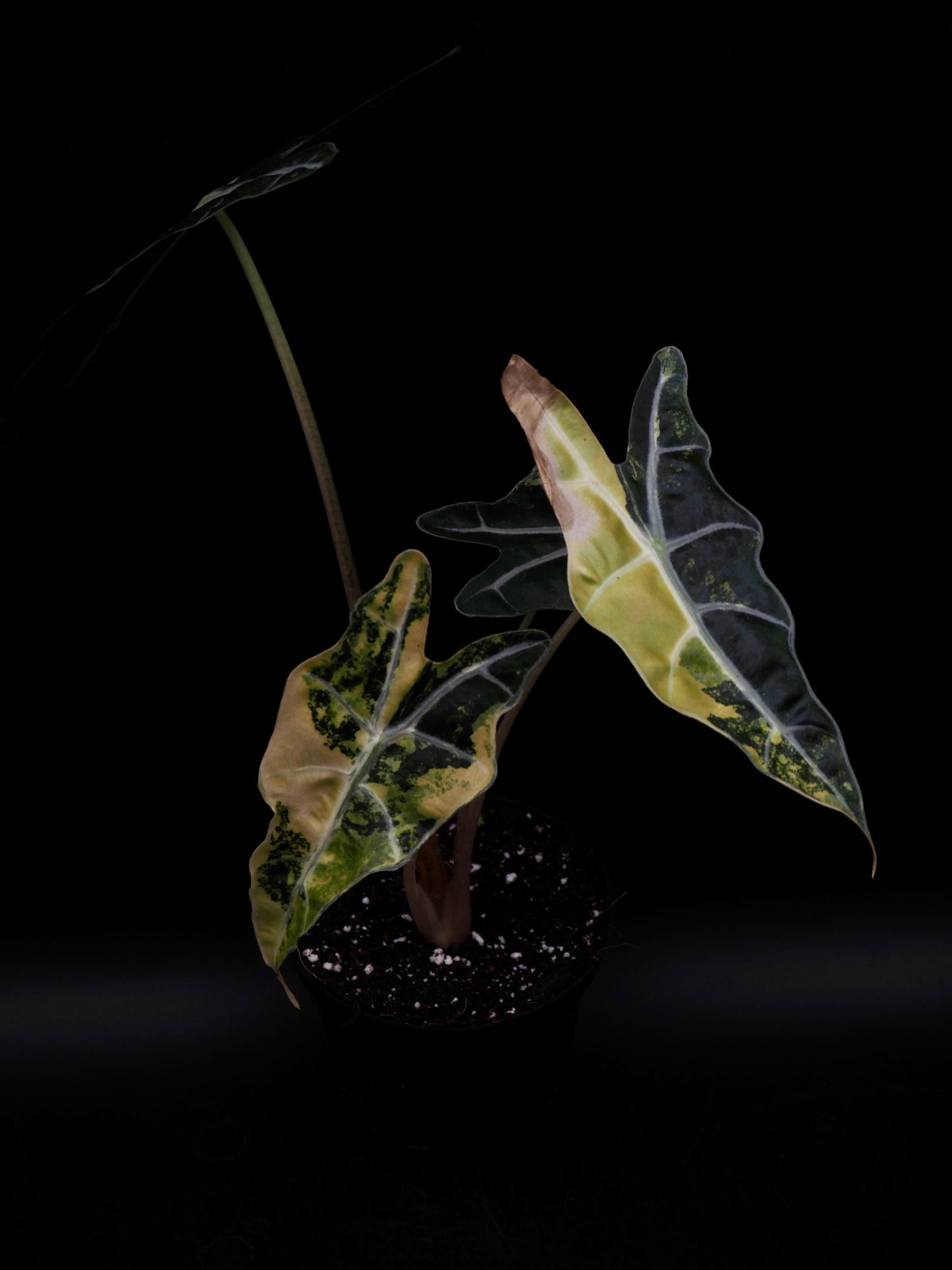 Alocasia Sanderiana Bull Aurea