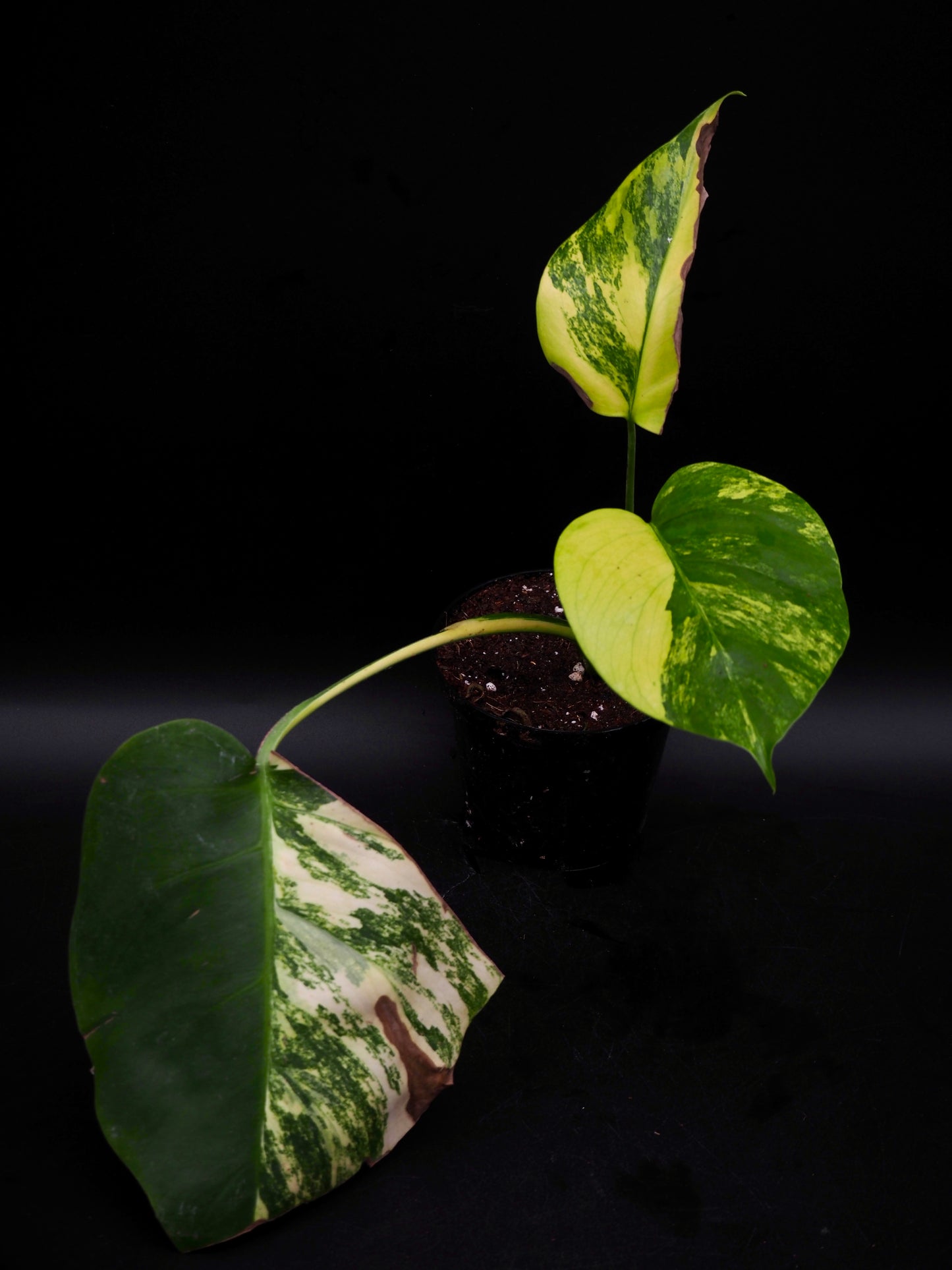 Monstera Borsigiana Aurea Variegata