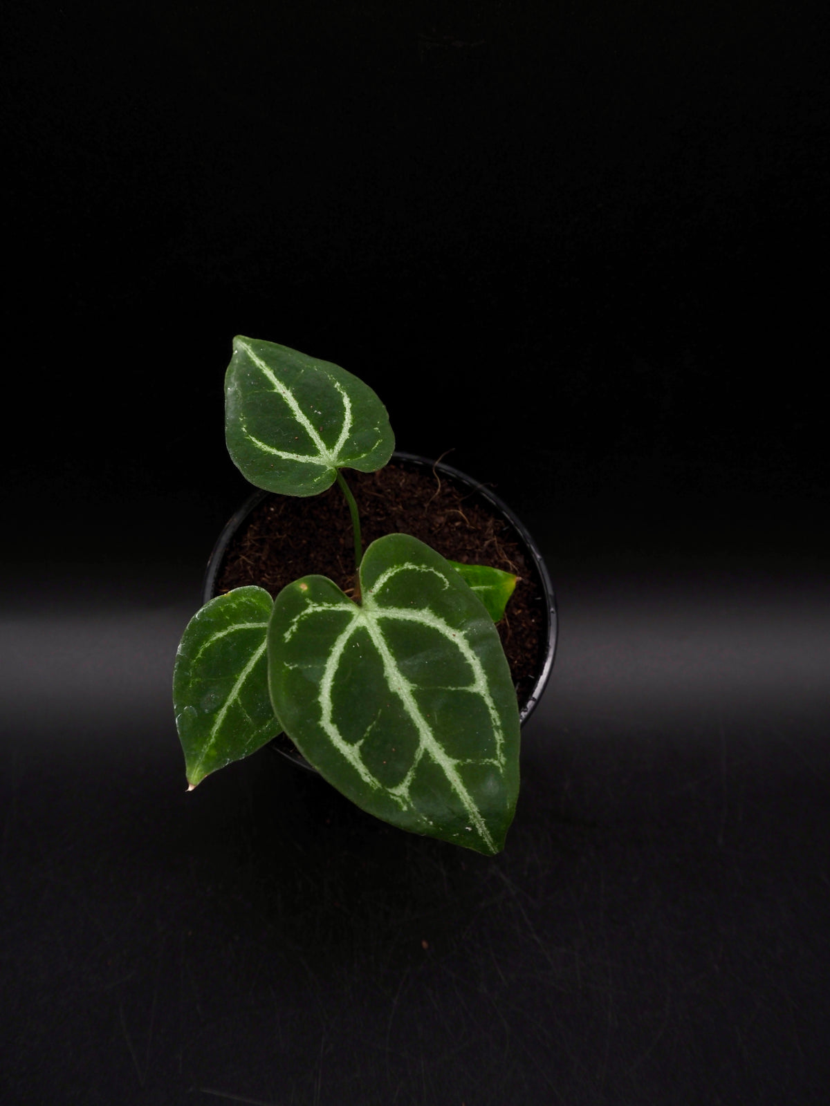 Anthurium Greige x Docblockf2 x  (Sweetlove x Pedatoradiatum Variegata)