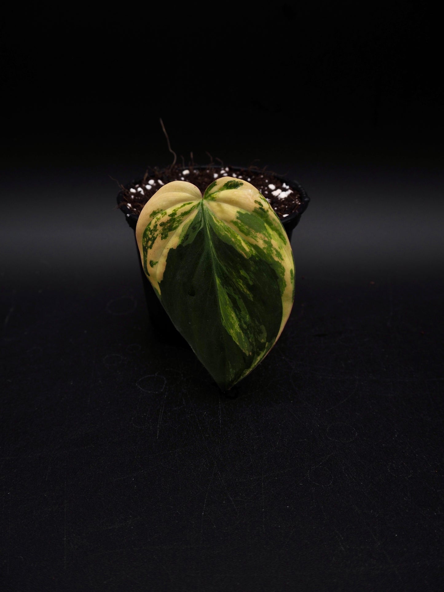 Philodendron Micans Variegata