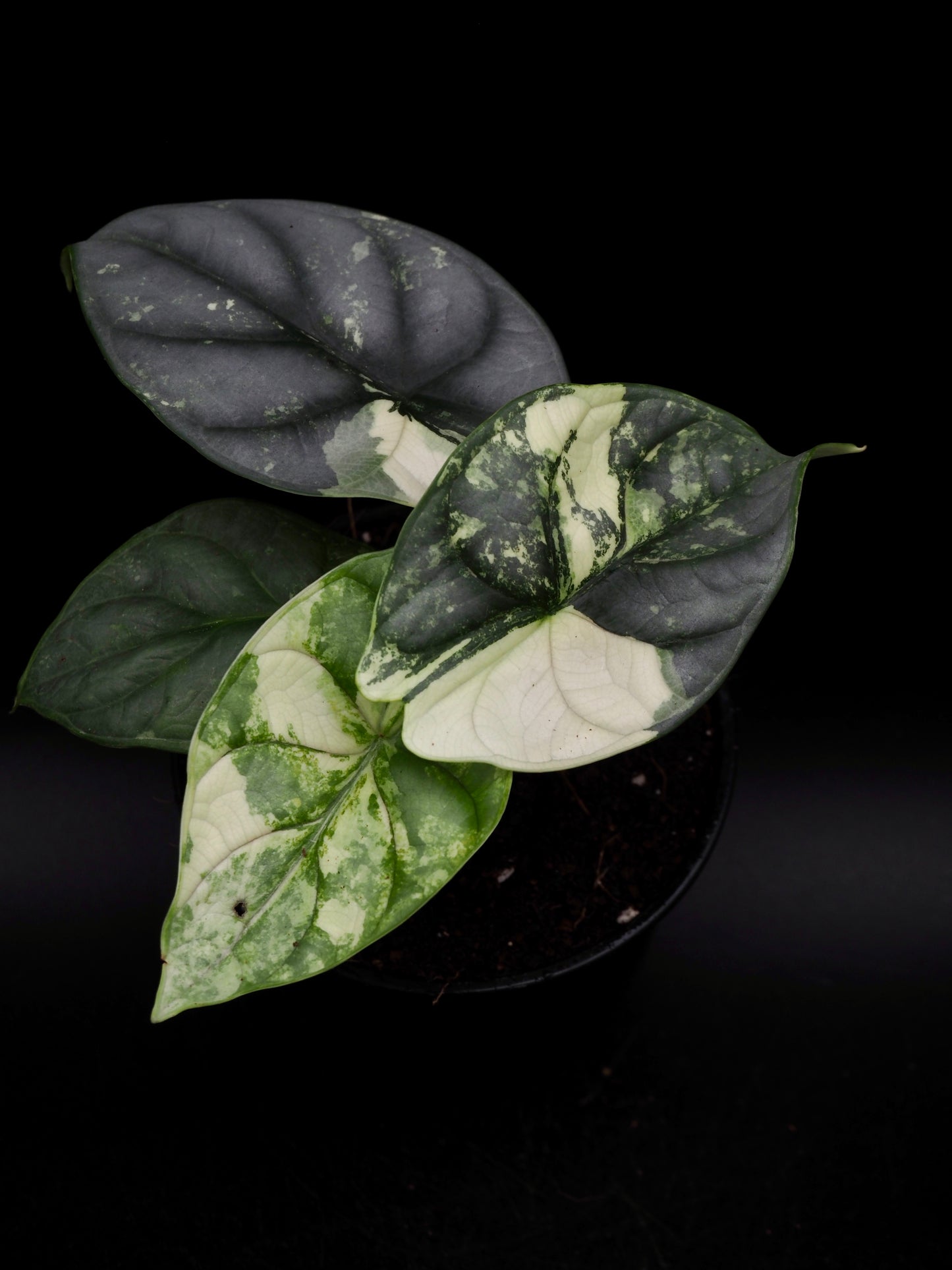 Alocasia Silver Dragon Albo