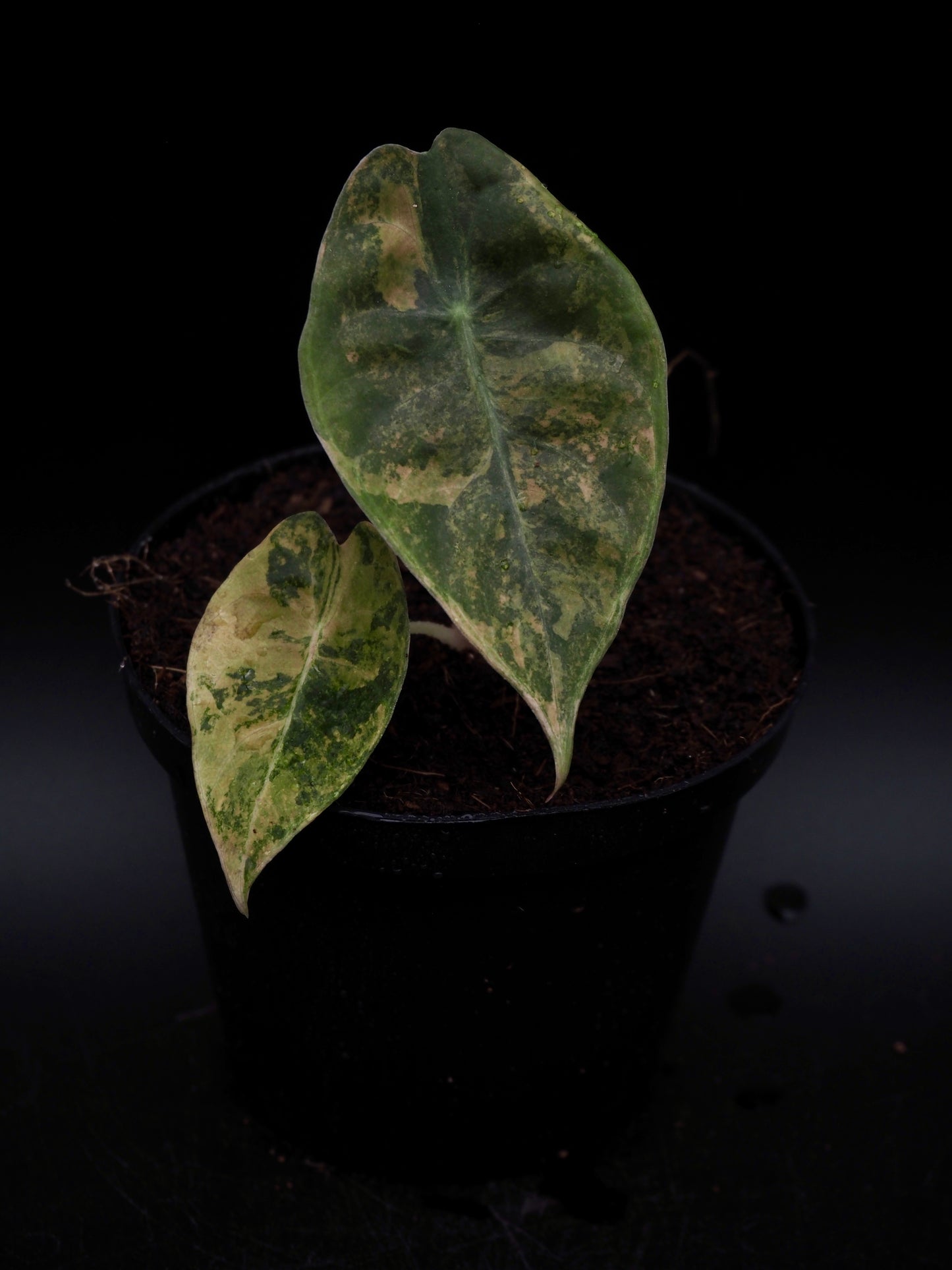 Alocasia Sedenii Aurea