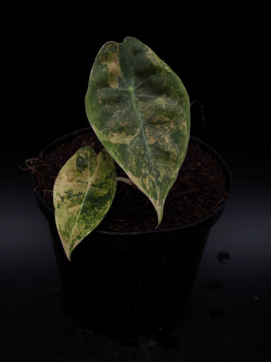 Alocasia Sedenii Aurea