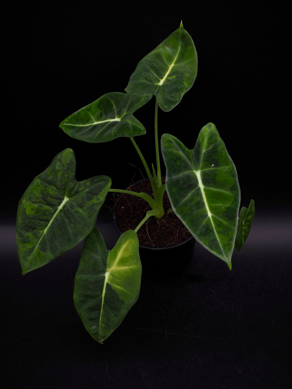 Alocasia Frydek gog