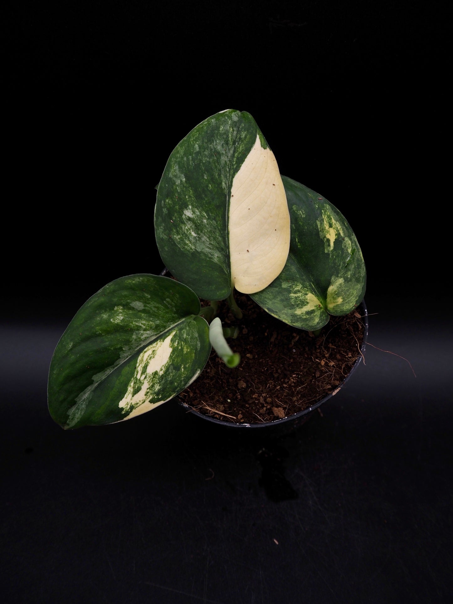 Scindapsus Jade Satin Variegata