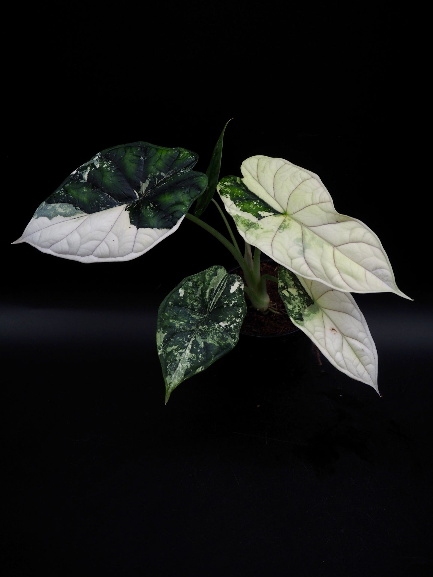 Écaille de dragon Alocasia Albo Variegata