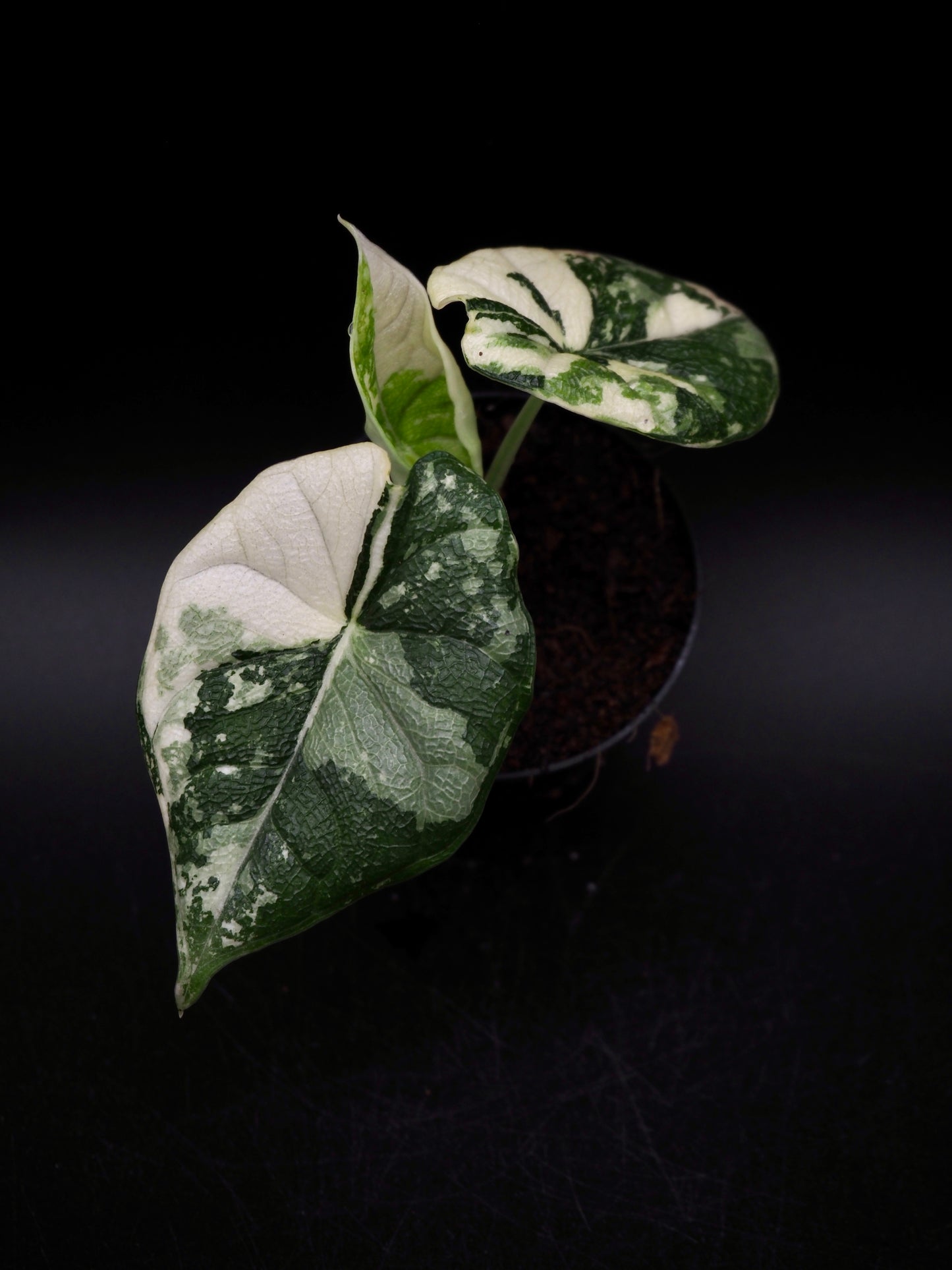 Alocasia Melo Albo